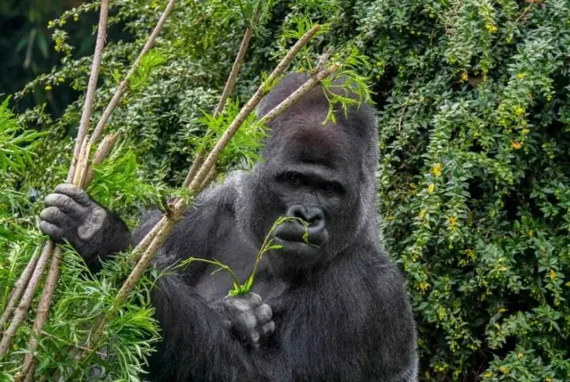 Les gorilles des plaines occidentales vivent dans des forêts denses et se nourrissent de tiges, de pousses de bambou et de fruits.