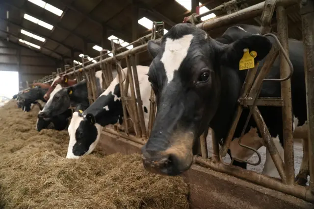 Чорвачилик фермасидаги қорамол