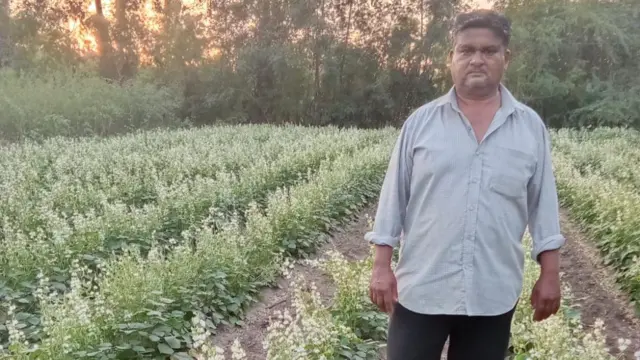 ઊધિયું, પાપડી કતારગામ પાપડી સુરત બીબીસી ગુજરાતી ખેતી ખેતર ખેડૂત પાક પાણી વરસાદ ખેડ ટ્રૅક્ટર, જમીન નવસારી કૃષિ યુનિવર્સિટી ગુજરાત ન્યૂઝ સમાચાર