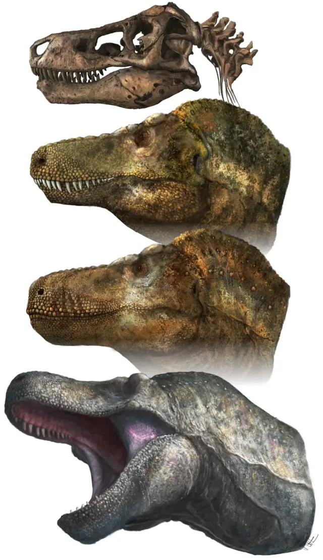 Vários rostos diferentes do Tyrannosaurus rex