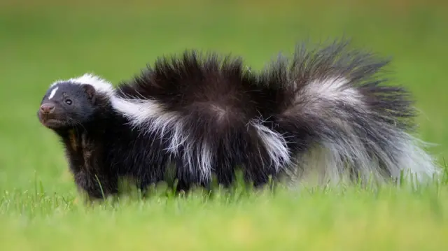 یو تور او سپین سکنک واښو کې ولاړ دی او د کمرې پلو ګوري.