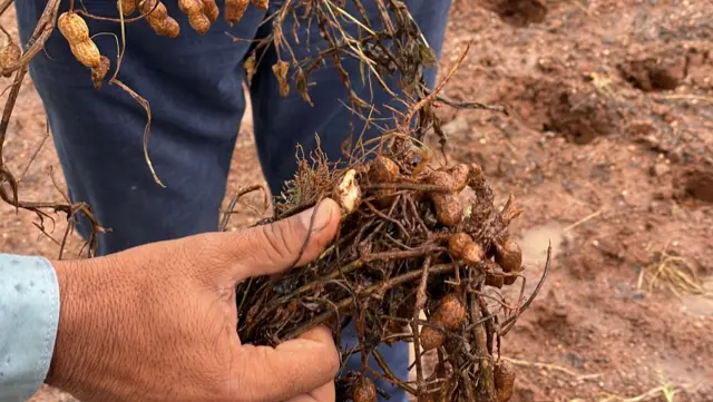 અમરેલીના રાજુલા તાલુકામાં માવઠામાં પલાળી ગયેલી મગફળીની 30 ઑક્ટોબર 2025ના રોજ લેવાયેલી તસવીર