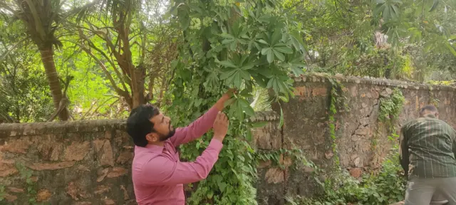 ఏడాకుల చెట్లు