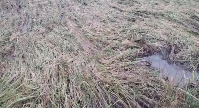 மழை நிலவரம் 