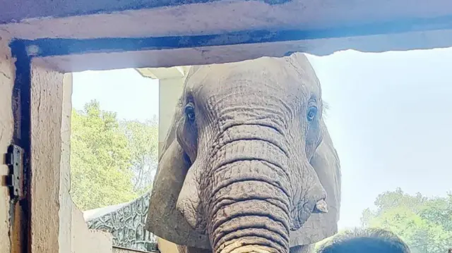 हाथी शंकर