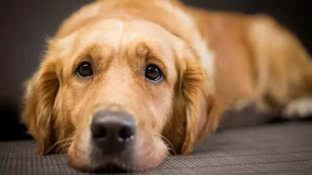 ከልቢ ብጥይት ምቕታል ኣብ ናይጀርያ ልሙድ ኣይኮነን ትብል ጃኪ