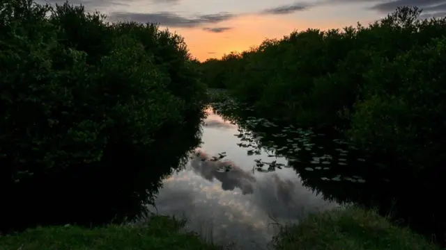 Everglades