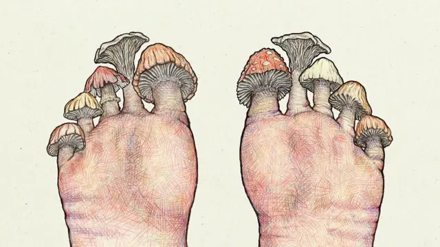 เท้าของเราเป็นบ้านของเชื้อราหลากหลายชนิด ซึ่งใช้ซอกมุมเล็ก ๆ ในรอยพับและรอยย่นของผิวหนังเป็นที่อยู่อาศัย