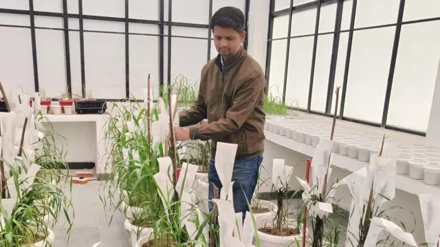 ગુજરાત ખેડૂત ખેતી પાણી ચોમાસું હવામાન બાજરા, બાજરા-1 બીબીસી ગુજરાતી ઇગફ્રી ઘાસચારો પશુ દૂધ ઉત્પાદન ડેરી ઉદ્યોગ પશુપાલકો બુન્દેલ