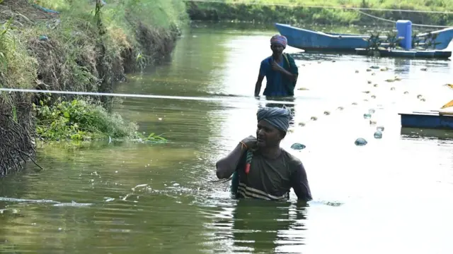 చెరువు నుంచి రొయ్యలు పట్టుబడి చేసి బయటకు తీసుకువస్తున్న దృశ్యం
