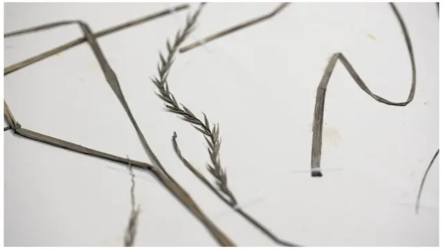 గోదుమ పంట