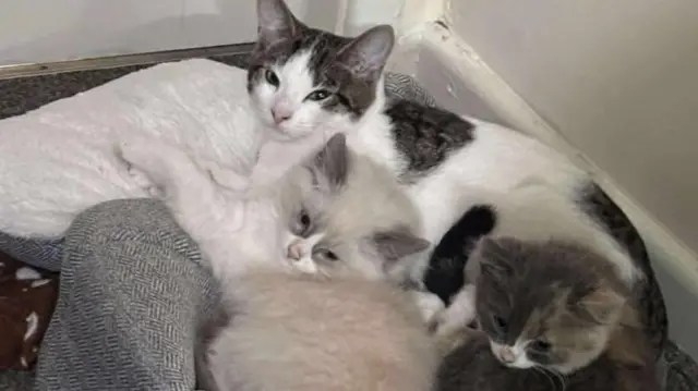 Tres gatitos acurrucados en una cama para gatos gris, encima de una alfombra gris.