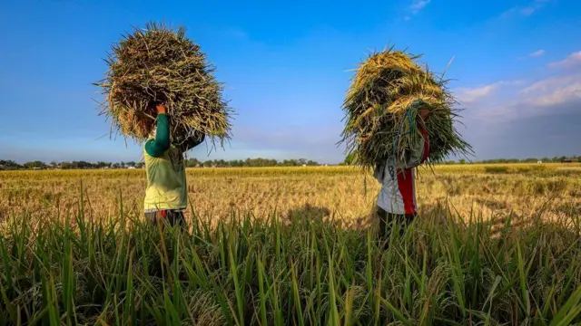 Sejumlah petani memanen padi di Patianrowo, Nganjuk, Jawa Timur, Jumat (1/8/2025).