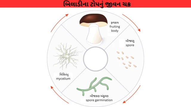 બીલાડીના ટોપ કેવી રીપે ઉગે છે?
