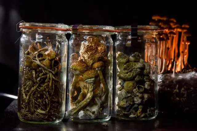 Cogumelos em potes de vidro