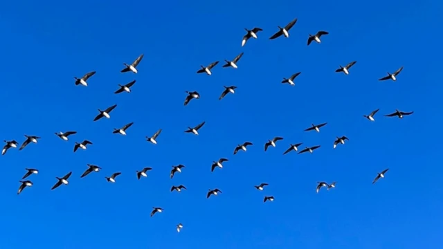 Pássaros voando no céu azul