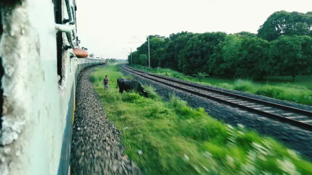 પશુ-ટ્રેન અકસ્માત