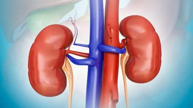 சிறுநீரகங்கள், மனித உடல், ரத்த அழுத்தம், நீரிழிவு, மருத்துவம்