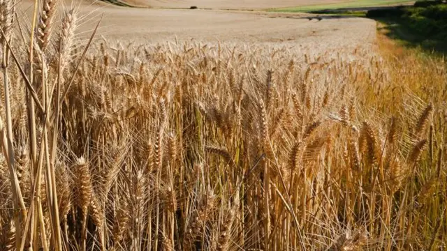 organska poljoprivreda, Srbija, žitarice, ekologija