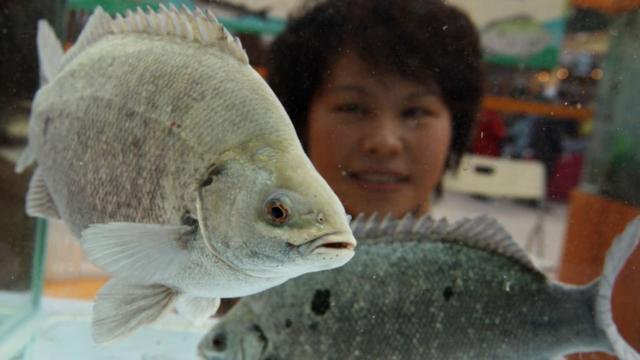 ปลาหยก สัตว์น้ำห้ามเพาะเลี้ยงในไทย ก่อนซีพีเอฟเปิดตัว - BBC News ไทย