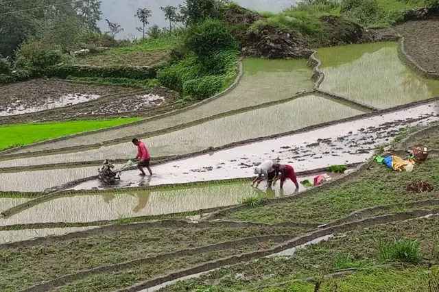 ट्याक्टरबाट खेत जोतिँदै