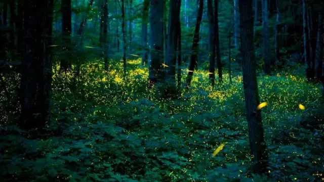 Світляки в Пвнічній Кароліні