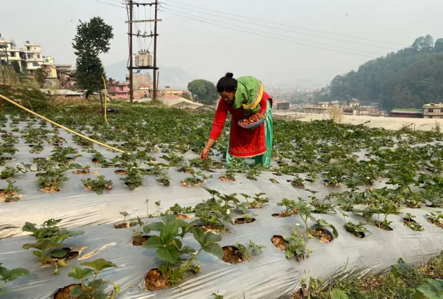 स्ट्राबेरी टिप्दै महिला