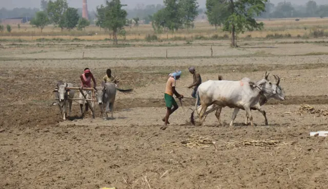 कपिलवस्तुमा उखुको बीउ रोप्दै किसानहरू