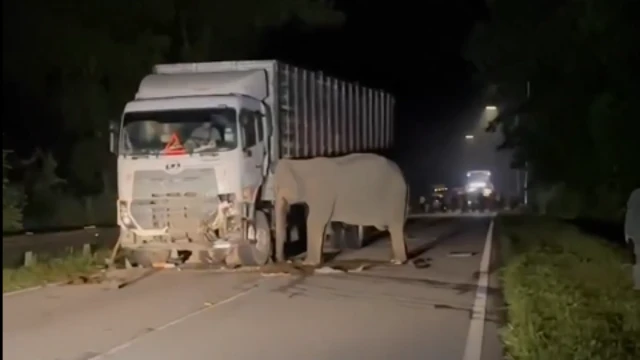 gajah, Malaysia