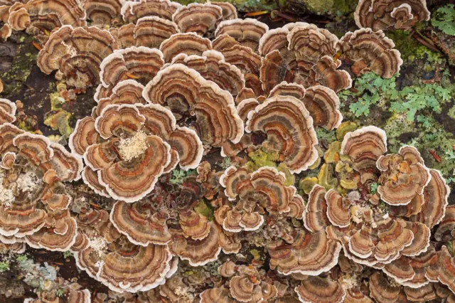 Hindi kuyruğu mantarı