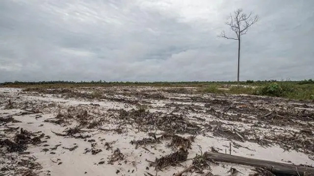 Lahan food estate di Gunung Mas, mangkrak.