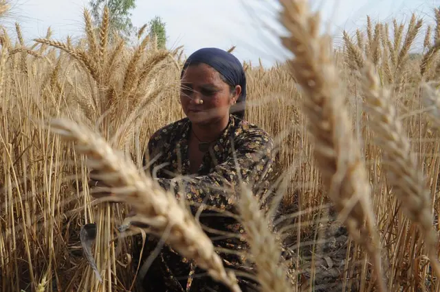 ਕਣਕ ਦੀ ਫਸਲ 