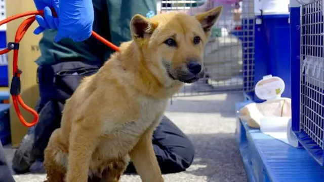 मांस के लिए पाले गए कुत्ते के साथ एक दक्षिण कोरियाई किसान