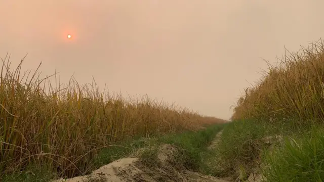 ਪੰਜਾਬ ਦਲਿਤ