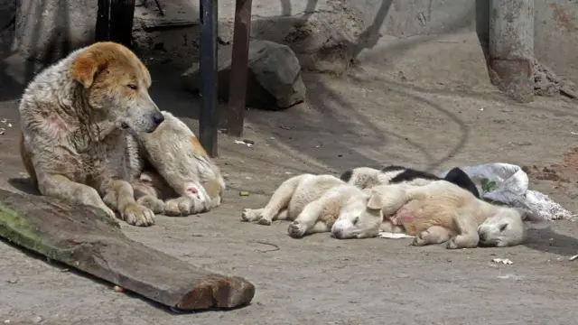 தெருநாய் பிரச்னை, நாய்க்கடி, நாய் மனித மோதல்