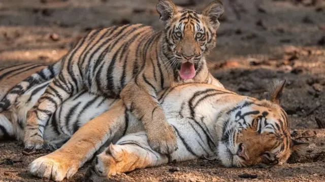 A young tiger sitting on top of it's sleeping mother