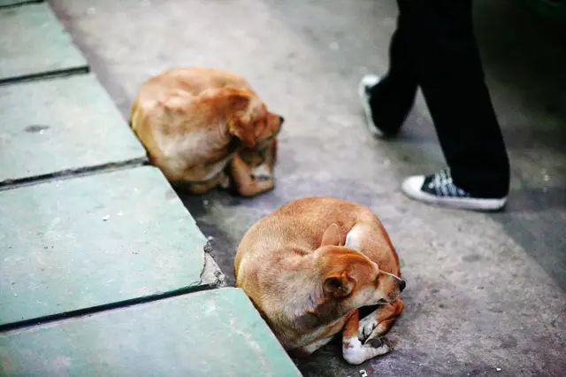 পথকুকুর ঘুমাচ্ছে। 
