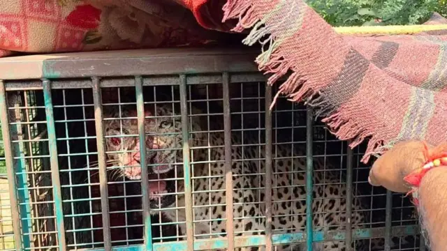 राजस्थान के उदयपुर में तेंदुए का हमला