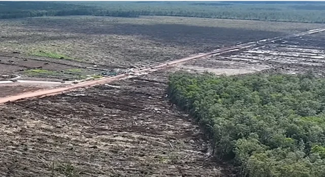 Salah satu hutan di Kabupaten Merauke, Papua yang telah dibongkar untuk PSN.