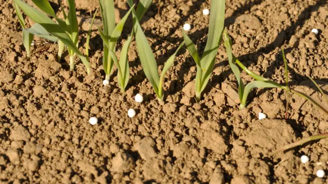 کود نیترات آمونیوم