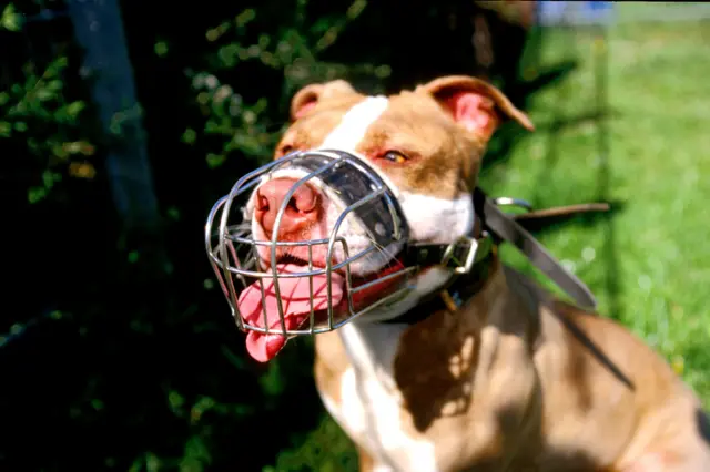 كلب مع كمامة على الفك