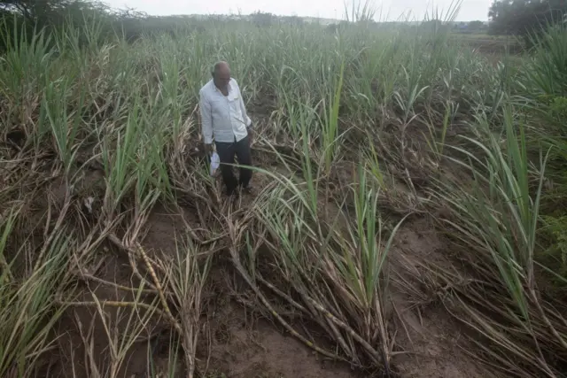 अवकाळी पावसामुळे उसाच्या पिकाचं नुकसान 