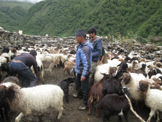 भेडीखर्कमा भेडाकै मासु