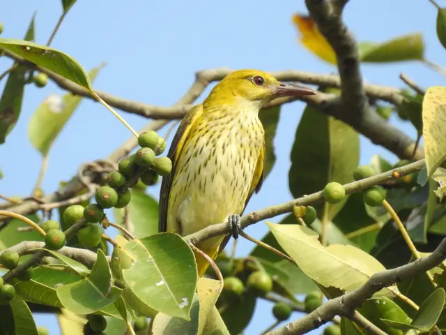  கீழப்புலியூர்