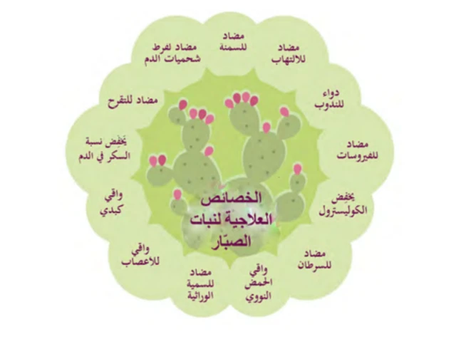 رسم توضيحي للخصائص العلاجية لنبات الصبار