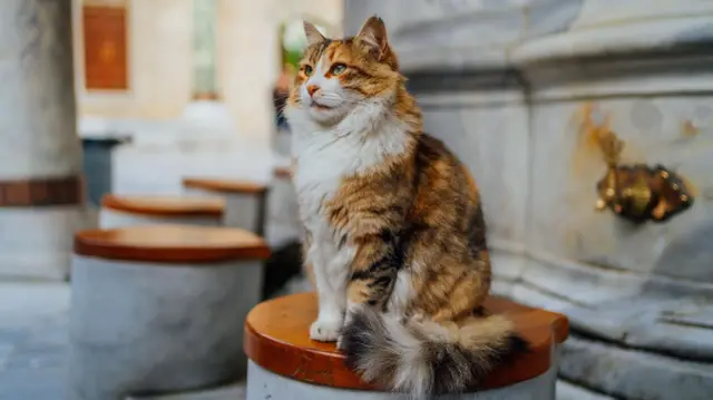 Długowłosy kot odpoczywający na dziedzińcu meczetu w Stambule.