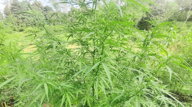 గంజాయి, విశాఖ ఏజన్సీ, బిహార్, అల్లూరి జిల్లా, విశాఖపట్నం, చింతపల్లి