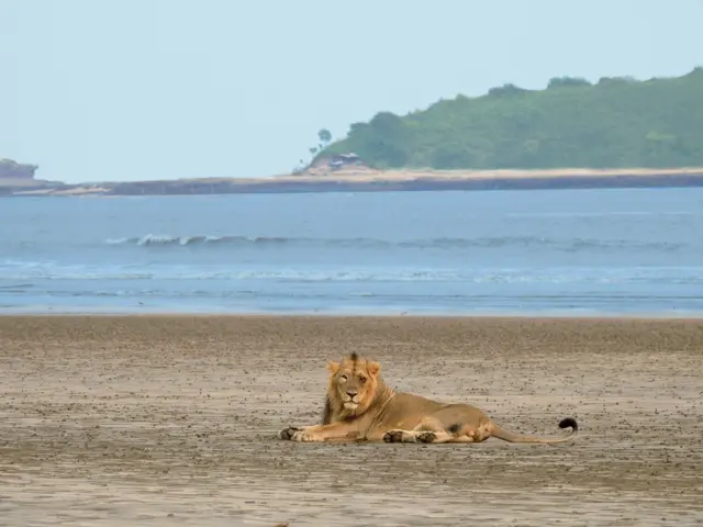 ગુજરાત, ગીર, ગીરના સિંહ, બીબીસી ગુજરાતી, જૂનાગઢ, ગીર અભયારણ્ય