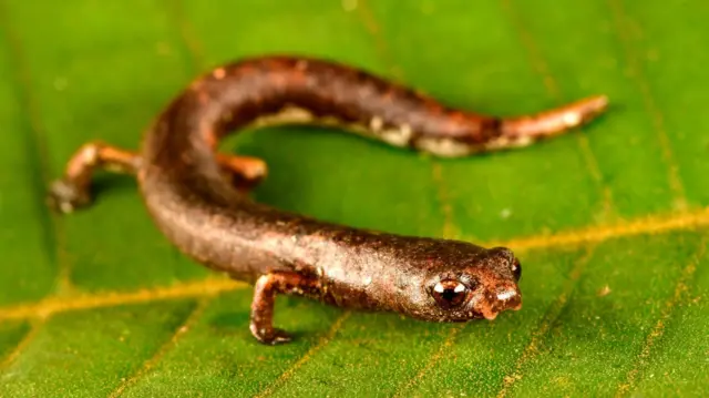 Una pequeña salamandra sobre una hoja.