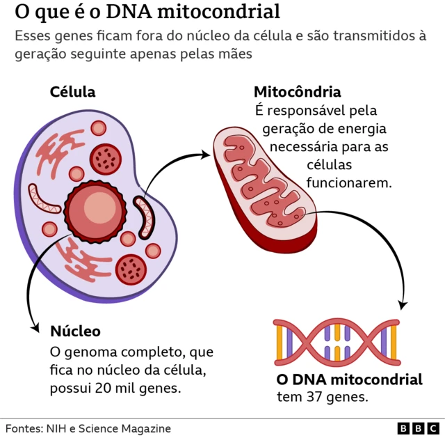 O que é a mitocôndria e o DNA mitocondrial